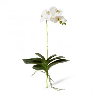 Phalaenopsis Luxe Plant - 39 x 15 x 76cm by null, a Plants for sale on Style Sourcebook
