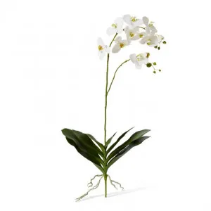 Phalaenopsis Luxe Plant - 42 x 30 x 103cm by null, a Plants for sale on Style Sourcebook