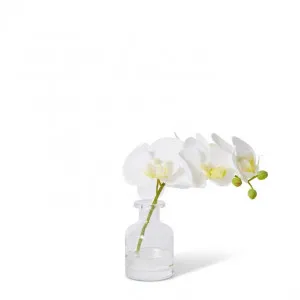 Phalaenopsis Orchid in Vase - 25 x 10 x 20cm by null, a Plants for sale on Style Sourcebook