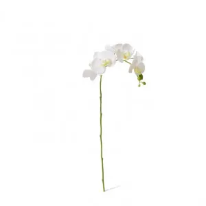 Phalaenopsis Orchid Stem - 25 x 10 x 55cm by null, a Plants for sale on Style Sourcebook