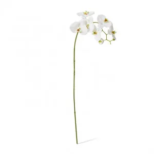 Phalaenopsis Stem - 17 x 17 x 97cm by null, a Plants for sale on Style Sourcebook