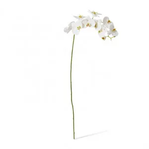 Phalaenopsis Stem - 17 x 17 x 122cm by null, a Plants for sale on Style Sourcebook