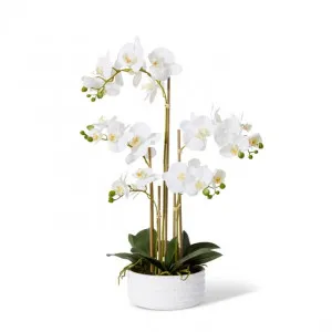 Phalaenopsis Textured Bowl - 35 x 25 x 65cm by null, a Plants for sale on Style Sourcebook