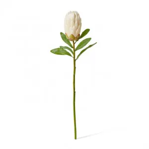 Protea Stem - 16 x 10 x 61cm by null, a Plants for sale on Style Sourcebook