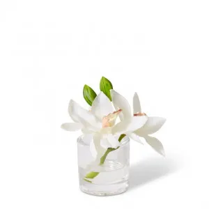 Cymbidium Orchid in Vase - 15 x 8 x 15cm by null, a Plants for sale on Style Sourcebook
