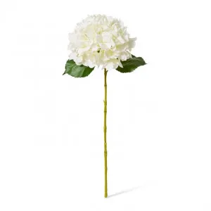 Hydrangea Classic Large Stem - 23 x 23 x 65cm by null, a Plants for sale on Style Sourcebook