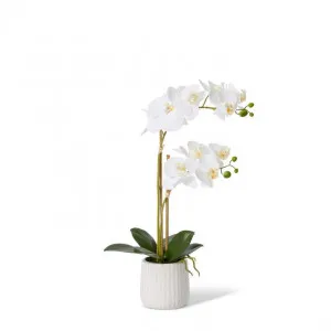 Phalaenopsis Ribbed Pot - 30 x 15 x 50cm by null, a Plants for sale on Style Sourcebook