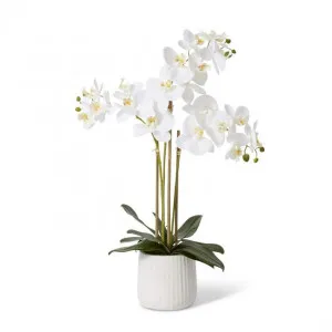 Phalaenopsis Ribbed Pot - 45 x 30 x 60cm by null, a Plants for sale on Style Sourcebook