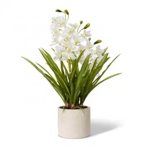 Cymbidium Slim Pot - 60 x 60 x 86cm by null, a Plants for sale on Style Sourcebook