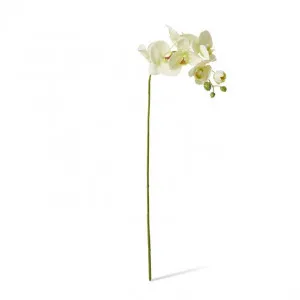 Phalaenopsis Lush Stem - 25 x 10 x 78cm by null, a Plants for sale on Style Sourcebook