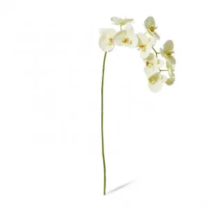 Phalaenopsis Lush Stem - 35 x 15 x 97cm by null, a Plants for sale on Style Sourcebook
