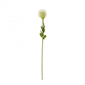 Pin Cushion Stem - 7 x 8 x 63cm by null, a Plants for sale on Style Sourcebook