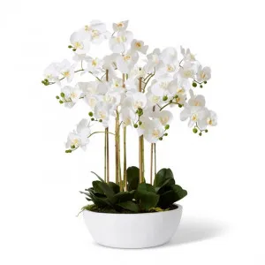 Phalaenopsis Curved Bowl - 80 x 80 x 85cm by null, a Plants for sale on Style Sourcebook