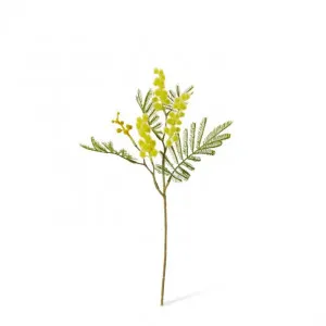 Wattle Pick - 10 x 4 x 33cm by null, a Plants for sale on Style Sourcebook
