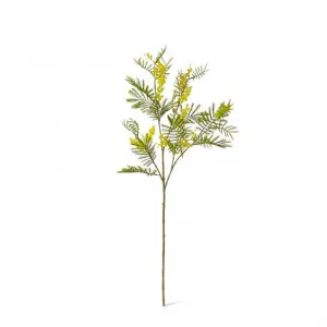 Wattle Spray - 15 x 8 x 79cm by null, a Plants for sale on Style Sourcebook