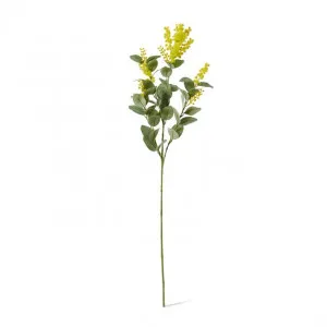 Wattle Spray - 12 x 6 x 85cm by null, a Plants for sale on Style Sourcebook
