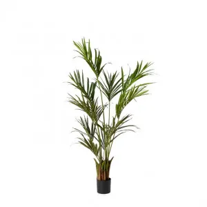 Kentia Palm Potted Tree Green - 55cm x 55cm x 180cm by null, a Plants for sale on Style Sourcebook
