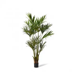 Kentia Palm Green - 60cm x 60cm x 210cm by null, a Plants for sale on Style Sourcebook