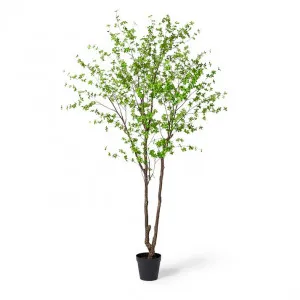 Pieris Tree - 200cm x 180cm x 300cm by null, a Plants for sale on Style Sourcebook