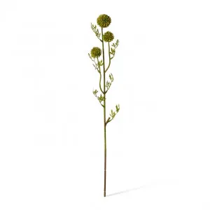 Seeding Pom Pom Spray Green - 61cm by null, a Plants for sale on Style Sourcebook