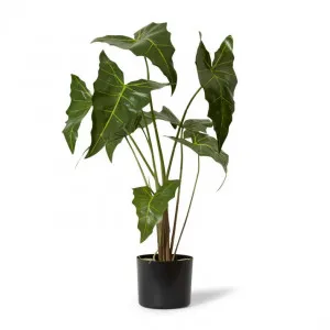 Alocasia Zebrina Potted Plant Green - 65cm x 54cm by null, a Plants for sale on Style Sourcebook