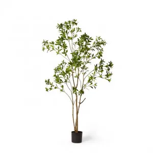 Pieris Japonica Tree - 100 x 100 x 210cm by null, a Plants for sale on Style Sourcebook