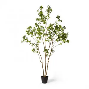 Pieris Japonica Tree - 120 x 120 x 240cm by null, a Plants for sale on Style Sourcebook