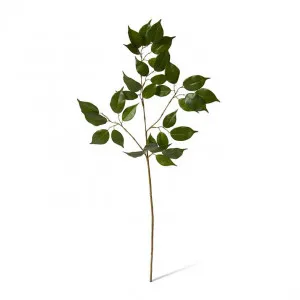 Ficus Spray - 42 x 20 x 90cm by null, a Plants for sale on Style Sourcebook