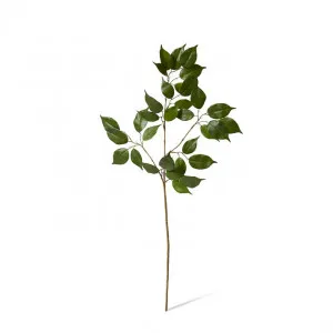 Ficus Spray - 45 x 35 x 100cm by null, a Plants for sale on Style Sourcebook