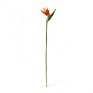 Bird of Paradise Stem - 23 x 12 x 100cm by null, a Plants for sale on Style Sourcebook