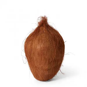 Coconut - 20 x 14 x 14cm by null, a Plants for sale on Style Sourcebook