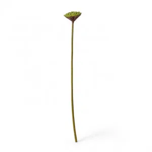 Lotus Pod Stem - 11 x 11 x 78cm by null, a Plants for sale on Style Sourcebook