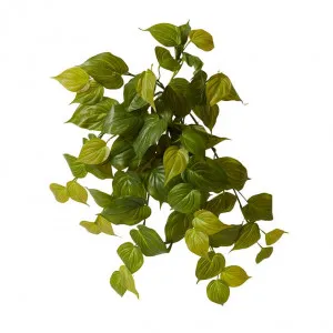 Philodendron Hanging Plant - 30 x 30 x 56cm by null, a Plants for sale on Style Sourcebook