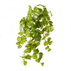 Pothos Marble Hanging Plant - 35 x 50 x 65cm by null, a Plants for sale on Style Sourcebook