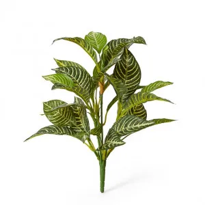 Zebra Plant - 35 x 35 x 53cm by null, a Plants for sale on Style Sourcebook