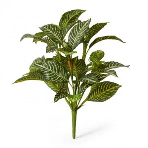 Zebra Plant - 50 x 50 x 61cm by null, a Plants for sale on Style Sourcebook