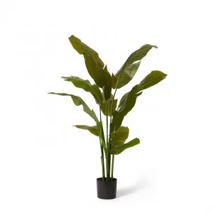 Palm Banana - 90 x 85 x 150cm by null, a Plants for sale on Style Sourcebook
