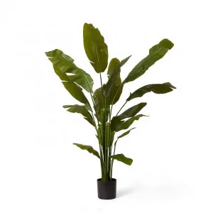 Palm Banana - 90 x 90 x 180cm by null, a Plants for sale on Style Sourcebook