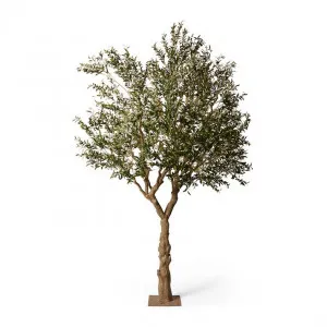 Olive Tree - 200 x 200 x 300cm by null, a Plants for sale on Style Sourcebook