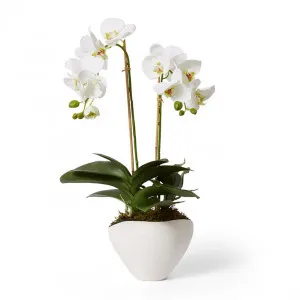 Phalaenopsis Luxe - Zelma Vase - 42 x 38 x 61cm by null, a Plants for sale on Style Sourcebook