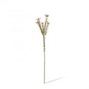 Leucadendron Spray - 18 x 10 x 72cm by null, a Plants for sale on Style Sourcebook