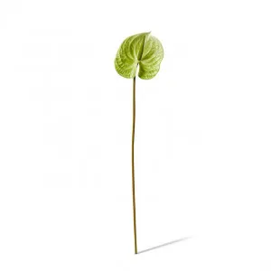 Anthurium Stem - 15 x 16 x 70cm by null, a Plants for sale on Style Sourcebook
