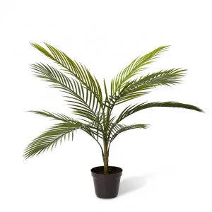 Areca Plam (Outdoor) - 50 x 50 x 65cm by null, a Plants for sale on Style Sourcebook