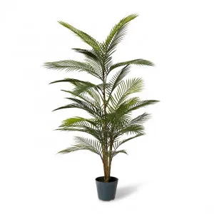 Areca Plam (Outdoor) - 80 x 80 x 120cm by null, a Plants for sale on Style Sourcebook