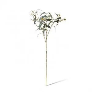 Eucalyptus Seeding Spray - 40 x 30 x 90cm by null, a Plants for sale on Style Sourcebook