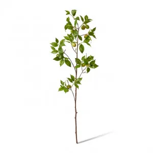 Fruit Branch - 44 x 20 x 119cm by null, a Plants for sale on Style Sourcebook