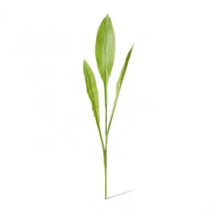 Ginger Leaf Spray - 36 x 14 x 91cm by null, a Plants for sale on Style Sourcebook