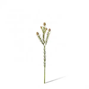 Leucadendron Nut Spray - 12 x 8 x 53cm by null, a Plants for sale on Style Sourcebook