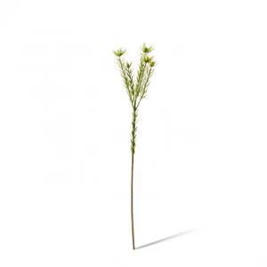 Leucadendron Spray - 18 x 10 x 72cm by null, a Plants for sale on Style Sourcebook