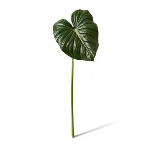 Philodendron Leaf Stem - 32 x 26 x 90cm by null, a Plants for sale on Style Sourcebook
